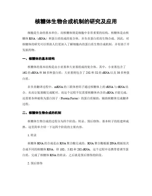 核糖体生物合成机制的研究及应用