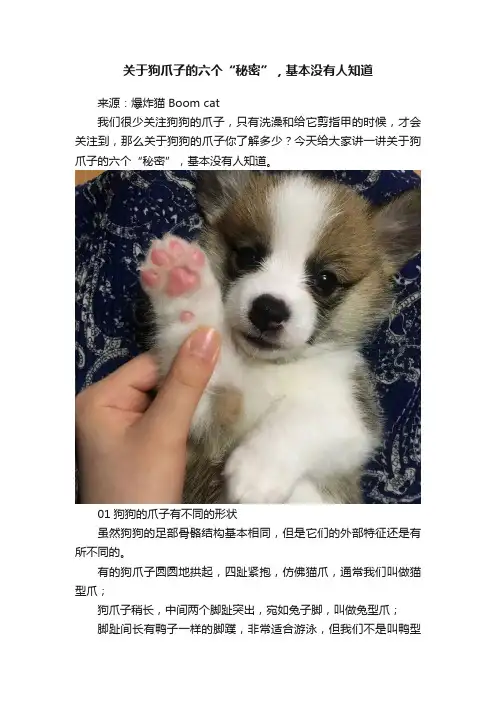 关于狗爪子的六个“秘密”，基本没有人知道