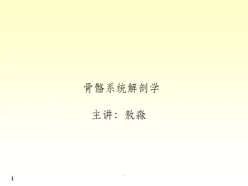 系统解剖学-肌肉PPT课件