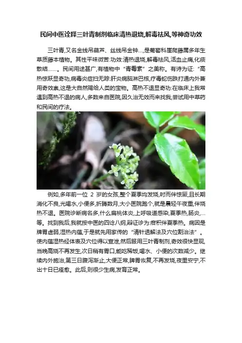 民间中医诠释三叶青制剂临床清热退烧,解毒祛风,等神奇功效
