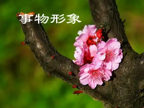 借物抒情  教案