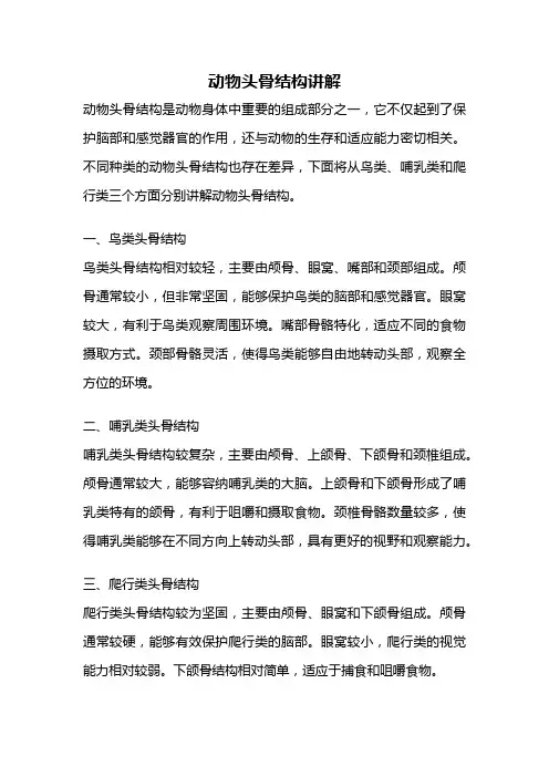 动物头骨结构讲解