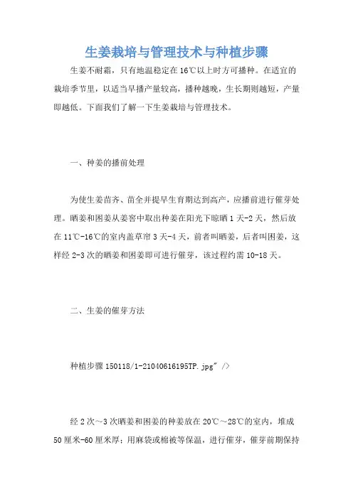 生姜栽培与管理技术与种植步骤
