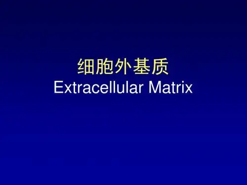 3_细胞外基质