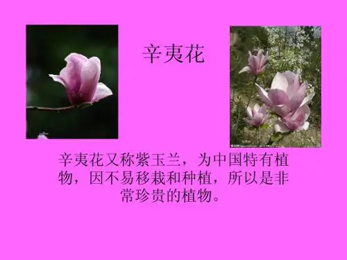 辛夷花