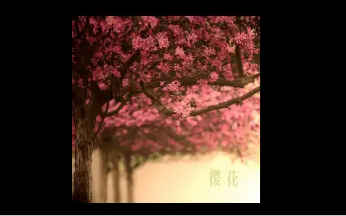 樱花植物分类及介绍