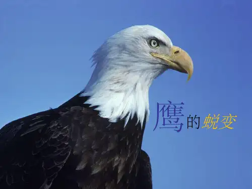 《鹰的蜕变》