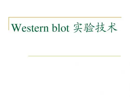 Western+blot+实验技术