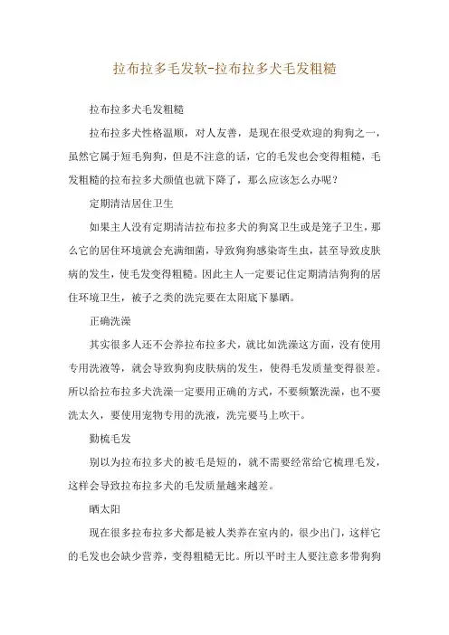 拉布拉多毛发软-拉布拉多犬毛发粗糙