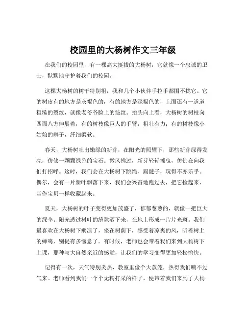 校园里的大杨树作文三年级