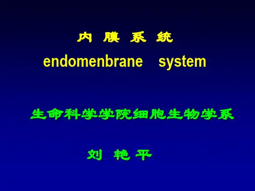 内质网