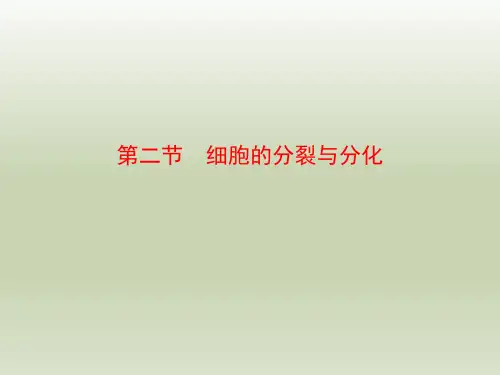 七年级生物上册第二节《细胞的分裂与分化》参考课件