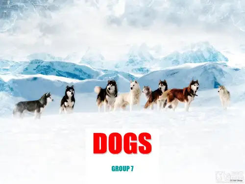 电影《南极大冒险》中的DOGS 英语课主题演讲PPT