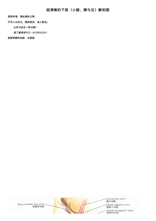 超清晰的下肢（小腿、踝与足）解剖图