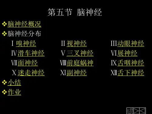 脑神经解剖图谱PPT课件