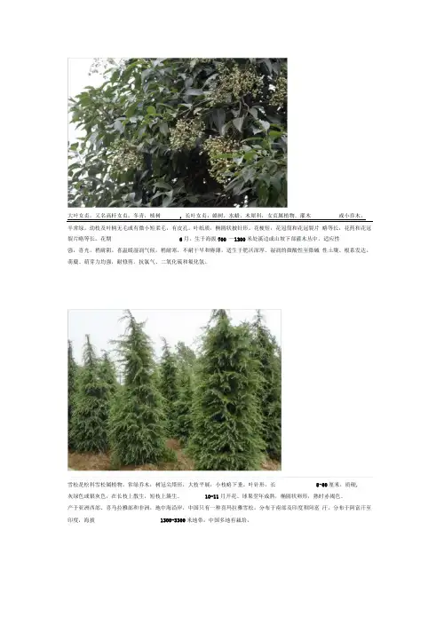 常见的20种植物