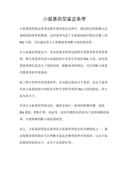 小鼠基因型鉴定条带