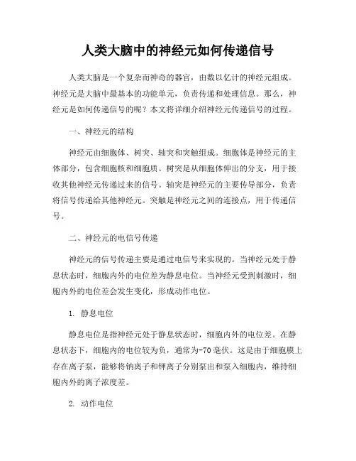 人类大脑中的神经元如何传递信号