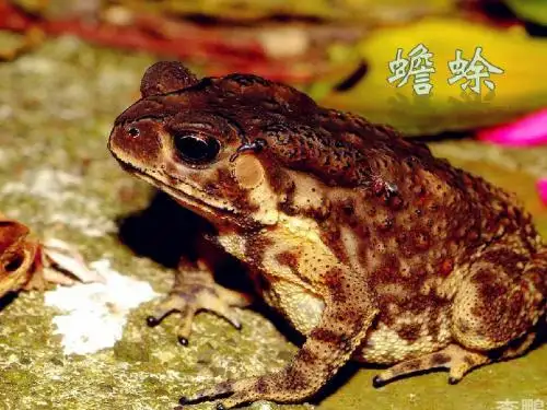 蟾蜍