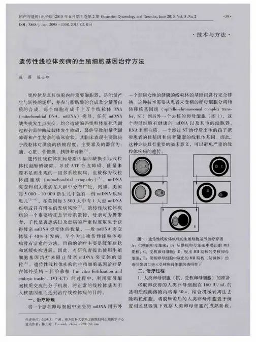 遗传性线粒体疾病的生殖细胞基因治疗方法