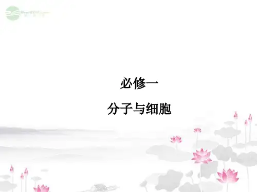 高考生物一轮复习 41 细胞的增殖课件 新人教版