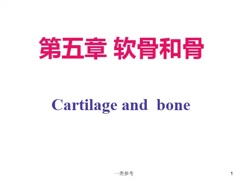 组织学与胚胎学 软骨和骨(仅供借鉴)
