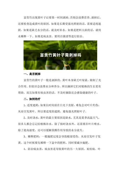 富贵竹黄叶子需剥掉吗