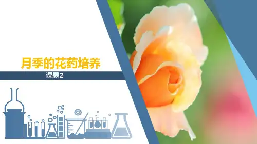 高中生物人教版选修1专题3课题2  月季的花药培养 课件