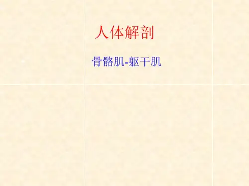 人体解剖-骨骼肌-躯干肌(课堂PPT)