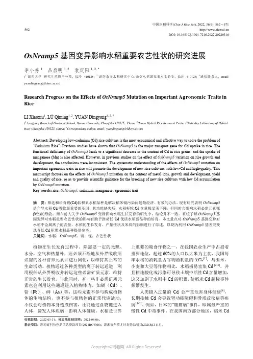 OsNramp5_基因突变影响水稻重要农艺性状的研究进展