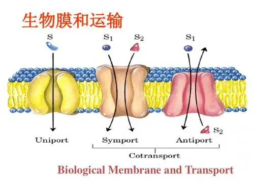 浙江大学生物化学与分子生物学笔记生物膜和运输