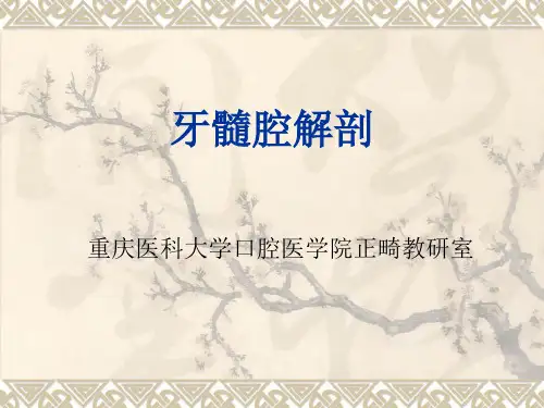 牙髓腔解剖