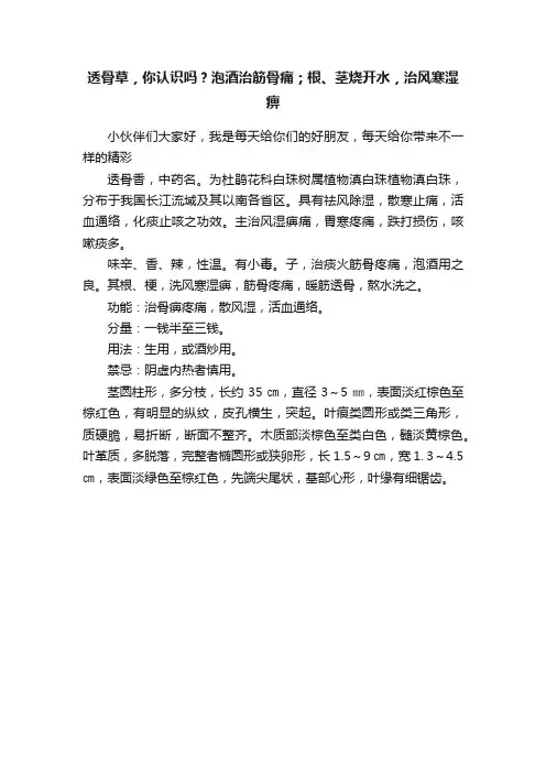 透骨草，你认识吗？泡酒治筋骨痛；根、茎烧开水，治风寒湿痹