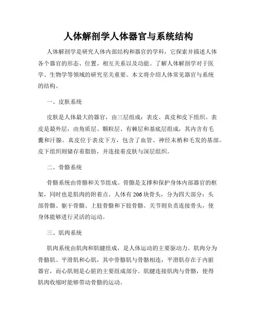 人体解剖学人体器官与系统结构