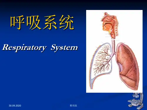 组织学与胚胎学 呼吸系统