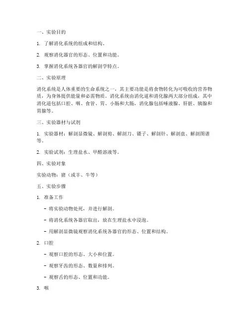 解剖实验报告消化