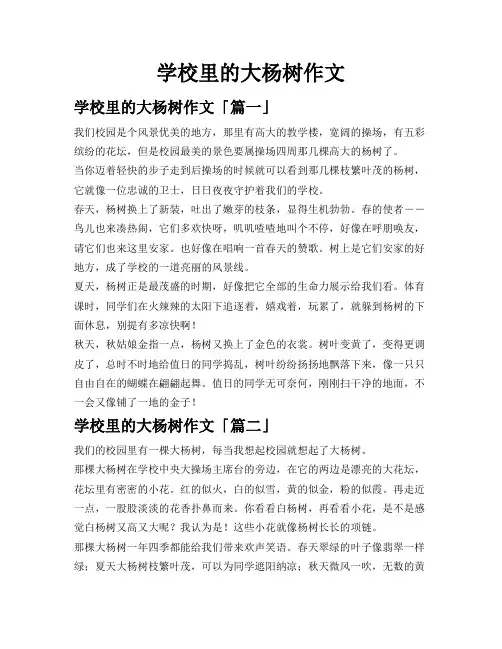 学校里的大杨树作文