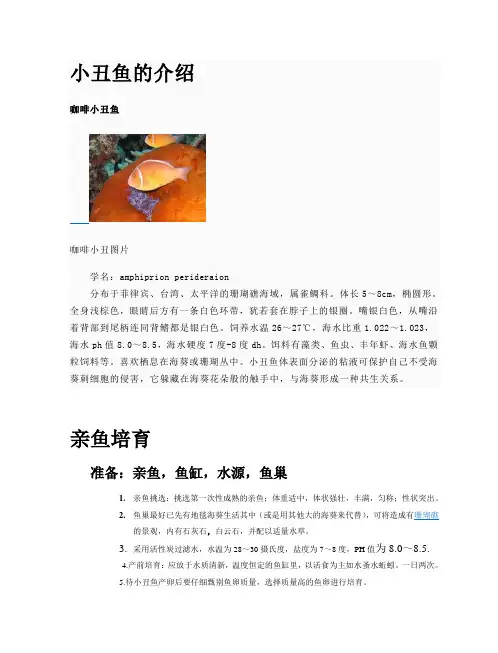 小丑鱼的介绍