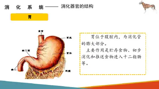 消化系统—消化器官的结构(宠物解剖生理课件)