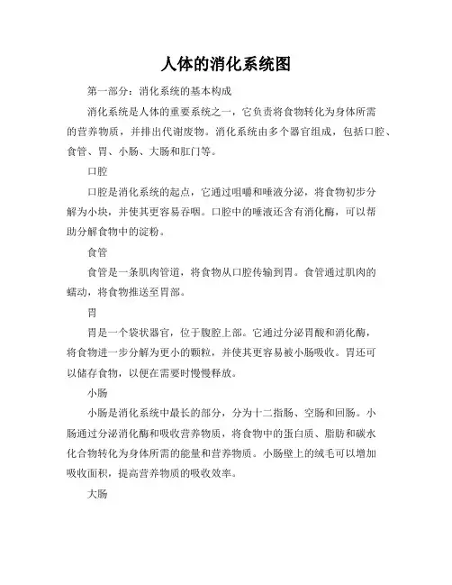 人体的消化系统图(18页)