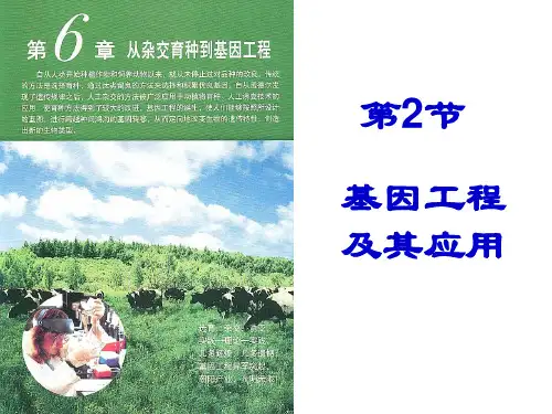 基因工程培训(PPT课件)