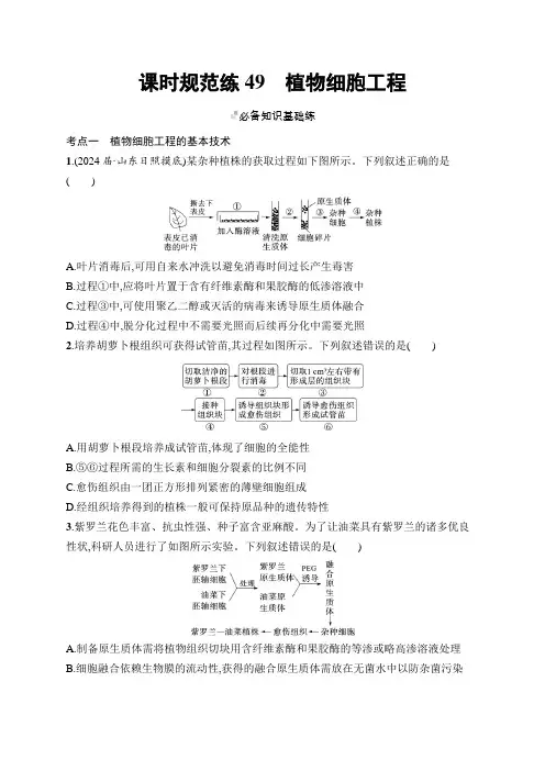 2025届高考生物一轮复习(人教版)课后习题课时规范练49植物细胞工程
