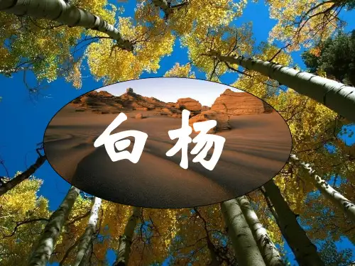 教学课件白杨