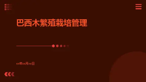 巴西木繁殖栽培管理
