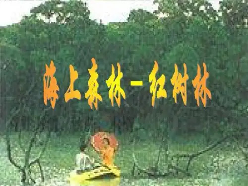 红树林