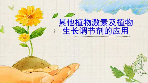 其他植物激素及植物生长调节剂的应用-高考生物一轮复习课件(全国通用)