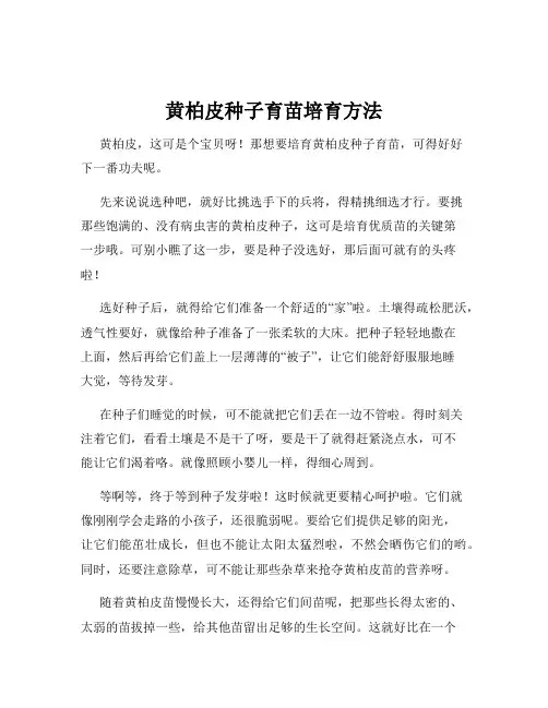 黄柏皮种子育苗培育方法