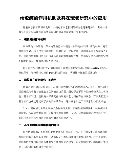 端粒酶的作用机制及其在衰老研究中的应用
