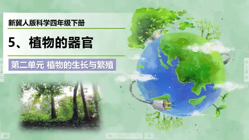 新冀人版科学四年级下册第二单元 植物的生长与繁殖《植物的器官》优质课件