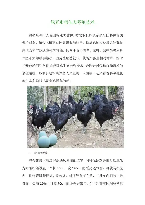 绿壳蛋鸡生态养殖技术